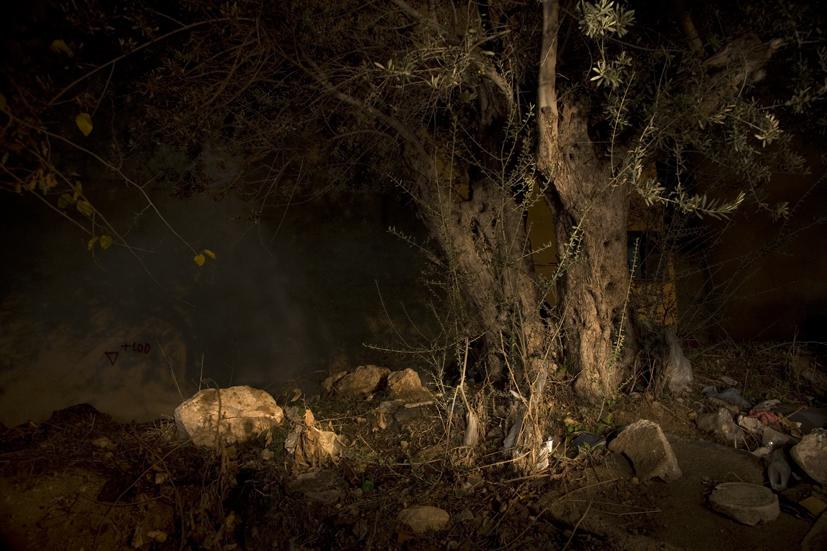 The Quest for the Blue Flower / 2010