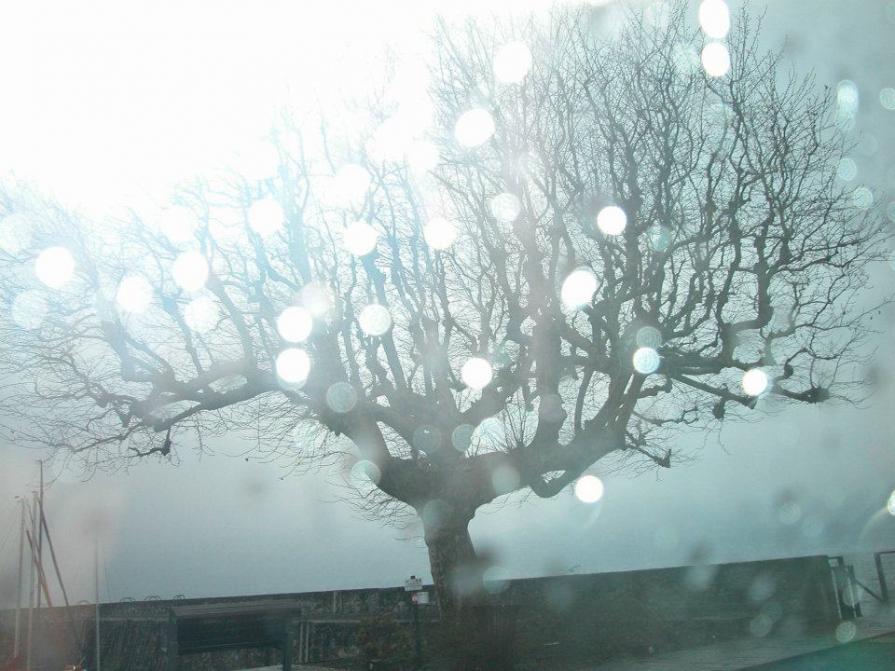 ogni attimo di luce un ramo di pace