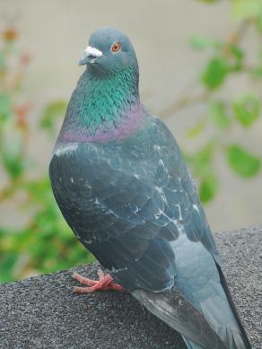 The Pigeon