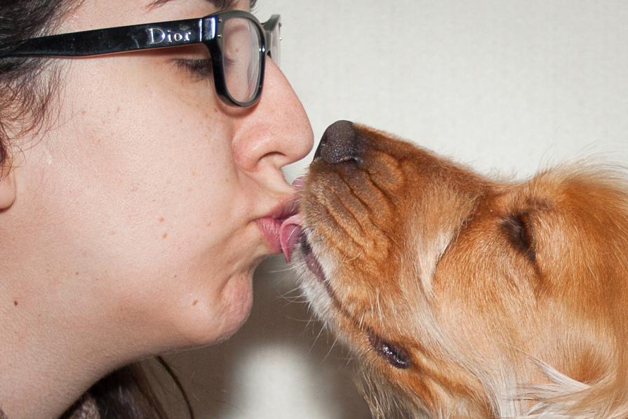 Domestic Animals: The Kiss
