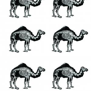 camel