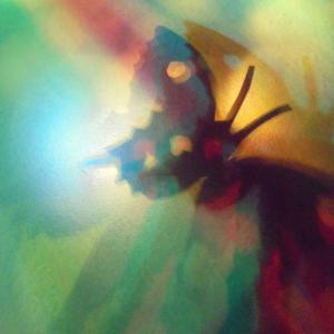 I colori della biodiversità -2017