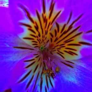 The inner side of a flower .