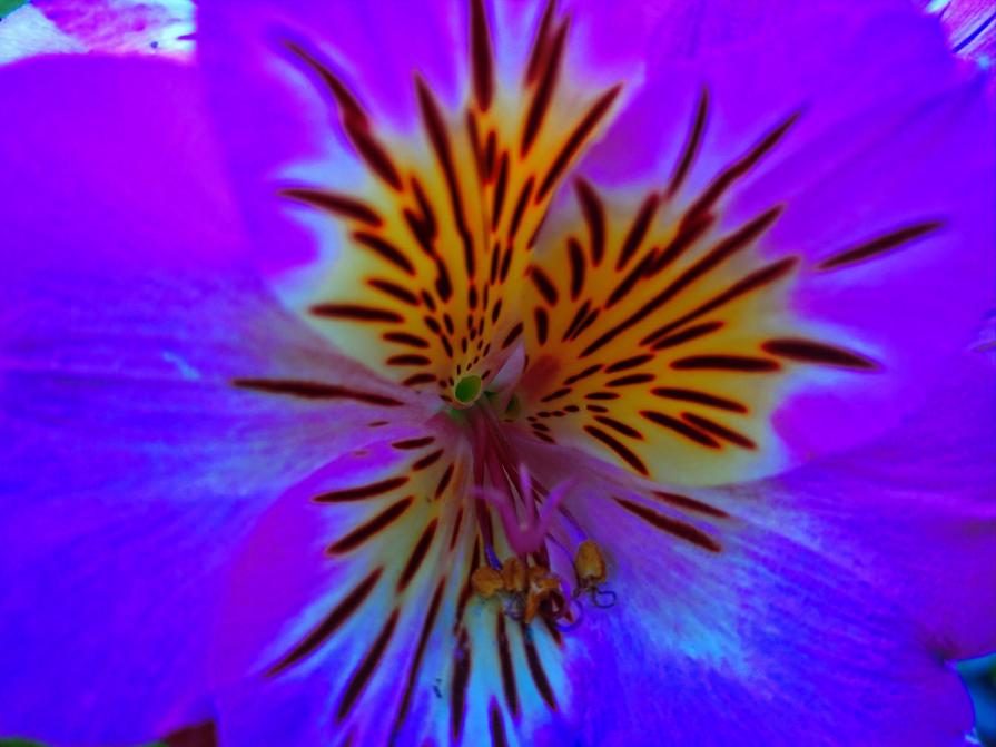The inner side of a flower .