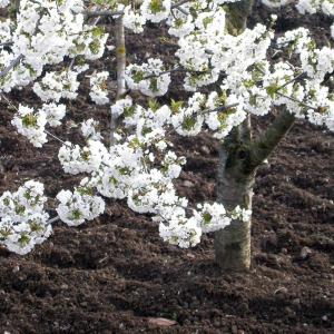 Italia. Basilicata. Potenza (1)
