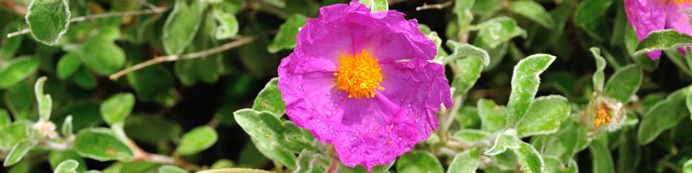 FLORA DI BASILICATA: presentazione a Forenza - sabato 4 giugno 2016 - ore 19,00 -  “Masserie del Falco” - Il Borgo delle Emozioni - Contrada Reddito degli Angeli - 