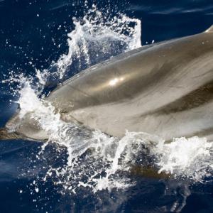 "mare rumore e silenzi"