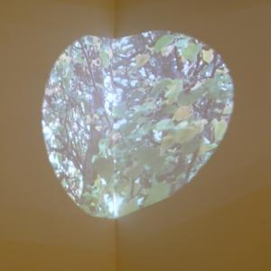 Misteriosas Criaturas