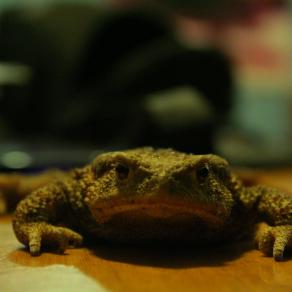 un rospo sul mio tavolino del salotto