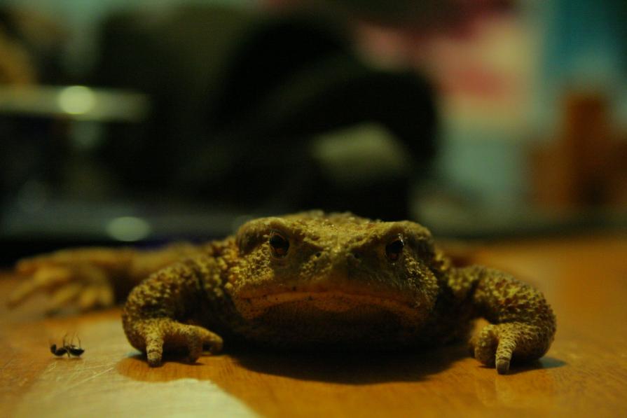 un rospo sul mio tavolino del salotto