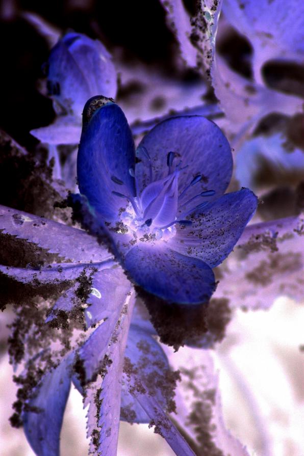 ".......Piccolo fiore"