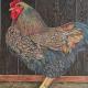 Rooster