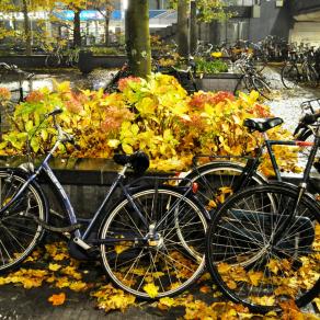 Autumn and Bikes