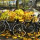 Autumn and Bikes