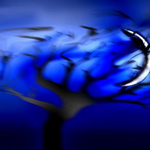 nottata di vento stanotte,la mattina mi ha portato una sorpresa,la luna uncastrata nei rami di una pianta