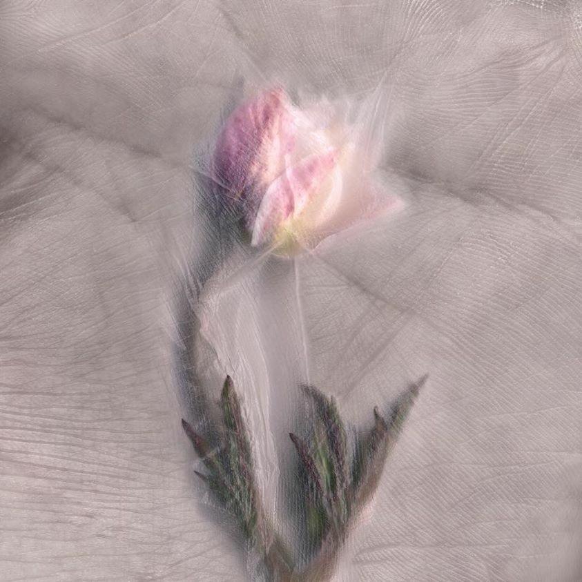 Skin_Anemone sylvestris