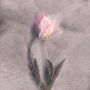 Skin_Anemone sylvestris