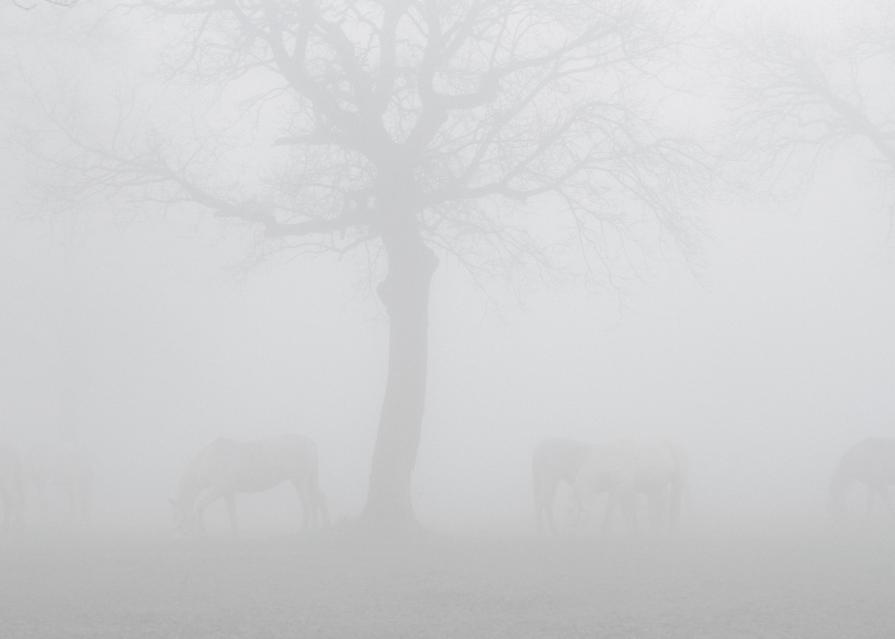 Nature in conflict (Massimo Goina e Fabiola Faidiga)