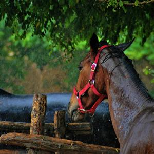 Il cavallo imprigionato