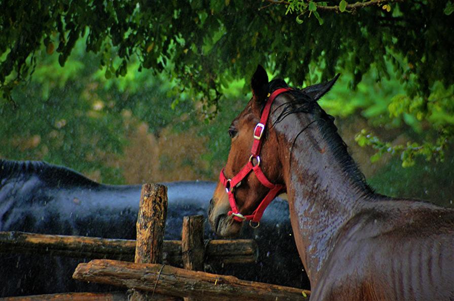 Il cavallo imprigionato
