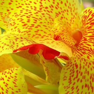 Syria. Uomini e storie di pietra