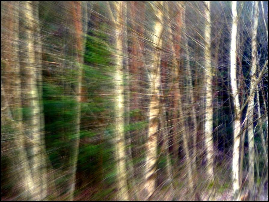 The Call of the Wild