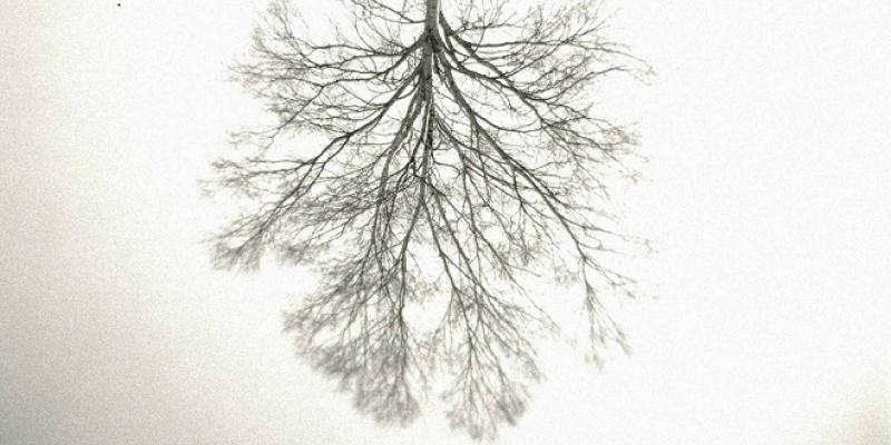 Albero. omnia tempus habent