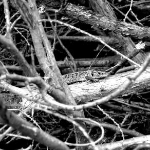 Celebration of the Lizard