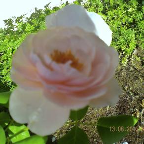 candore purezza fragilità bellezza innocenza