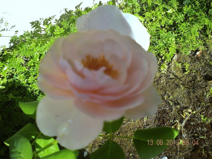 candore purezza fragilità bellezza innocenza