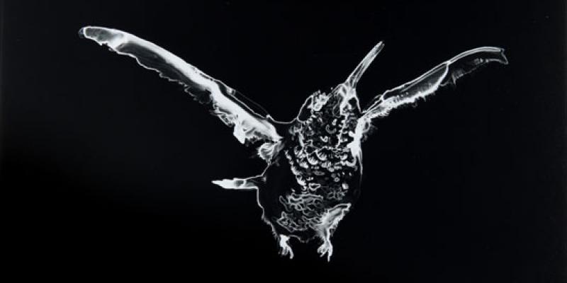 Lia Halloran: The Wonder Room