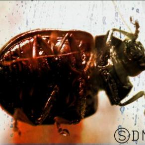 Cinetaxis - AV performance