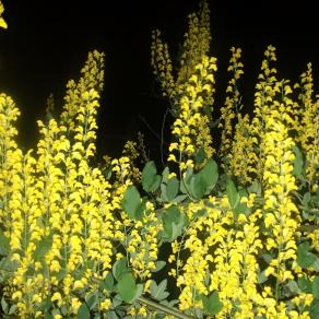 " IL SOGNO DEL MAGGIOCIONDOLO"