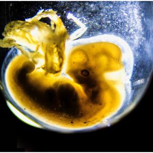 Fetus canis 20 dd full color