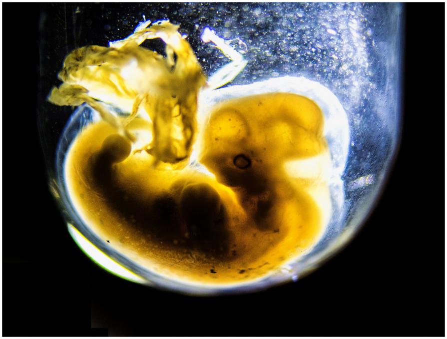 Fetus canis 20 dd full color