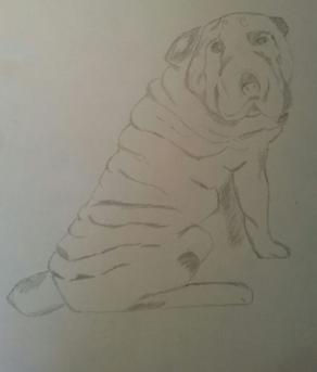 CUCCIOLO DI SHARP PEI