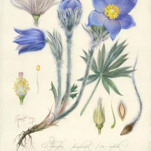 Pulsatilla patens (L.) Mill. Red Book 38 х 28 cm, 2013.jpg