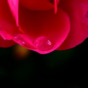 L'ultima goccia nell'ultimo petalo  - The last drop in the last petal -