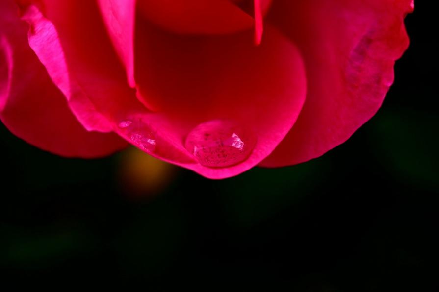L'ultima goccia nell'ultimo petalo  - The last drop in the last petal -