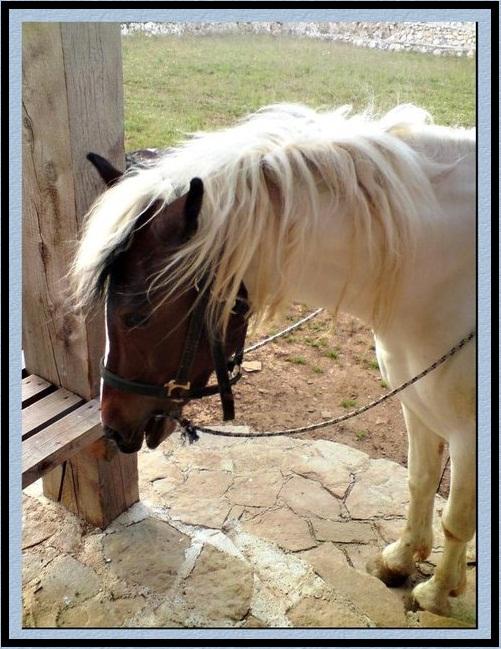 Horse/you must love/