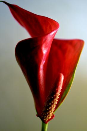 Love Unscripted Love Unscripted