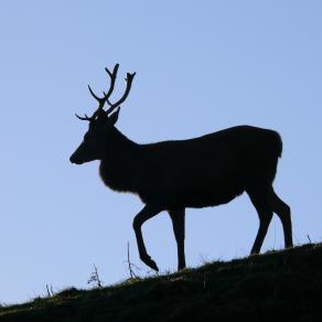 Red Deer Stag at Calke