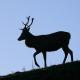 Red Deer Stag at Calke