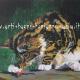 Gatto Maine Coon Olio - su Tela 70 x 50 Tecnica Pennello - Anno 2012 - www.artistacrestoniannamaria.it