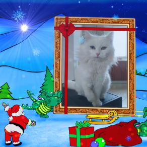 ....LA GATTINA ... FIOCCO DI NEVE ... !!!!