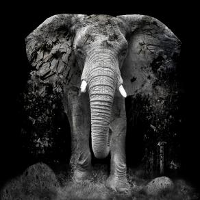 The Disappearance of the Elephant The Disappearance of the Elephant