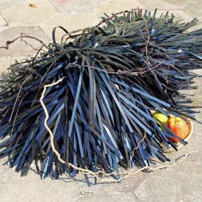 THE WITCH (LA STREGA)