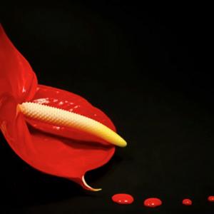 Florilegio le Muse. La fotografia di Paola Acciarino in sinergia con la musica