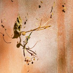 Naide Bigliardi. Stranaluce