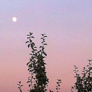 ALBERI , SOLO ALBERI , AMATI ALBERI .